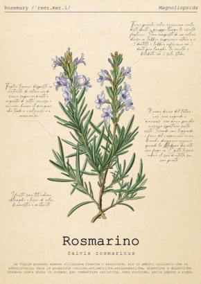 Le Floreali - Casa Rosmarino Bolsena